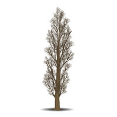 Wall Mural - detached tree poplar without leaves