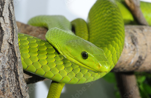 Gewöhnliche Mamba (Dendroaspis angusticeps) im Terrarium Poster Mural XXL
