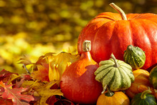 Autumn Season Decoration With Pumpkin And Foliage Maple Leaves