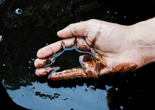 Crude Oil In Hand Due To Crude Oil Leak.crude Oil Spill Concept.
