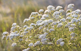 Fototapeta Motyle - medicinal yarrow flowers in sunset sunlight