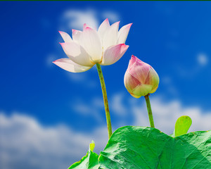 pink lotus flower on blue sky background