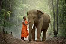 Buddhist Monk With Elephant In Forest, Cambodia