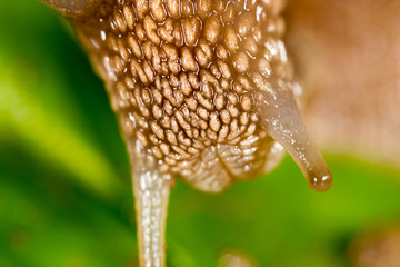 Wall Mural - detail of a snail in nature. super macro