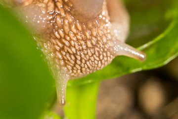 Wall Mural - detail of a snail in nature. super macro