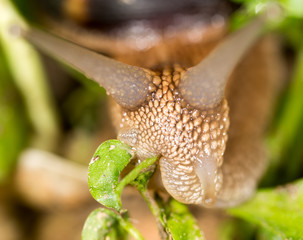 Wall Mural - detail of a snail in nature. super macro