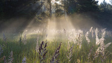Sun, Morning, Fog, Russia