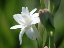 Close-up With Tuberose Flowers