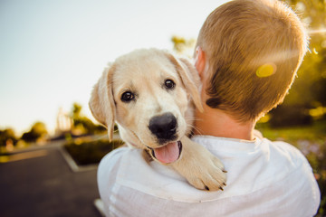 Labrador in the hands of a young man on the background of the road