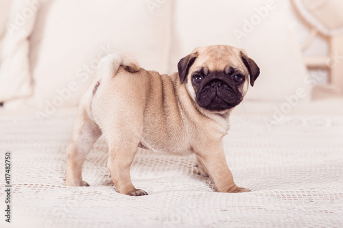 Fotomural Little beige pug puppy standing on the bed. Hprizontal.