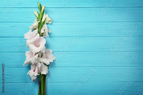 Fotografía Beautiful gladiolus flowers on color wooden background
