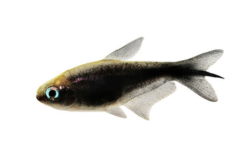 Canvas Print - black emperor tetra Nematobrycon amphiloxus tropical aquarium fish neon tetra