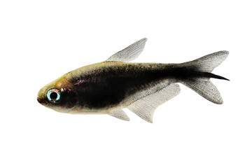 black emperor tetra Nematobrycon amphiloxus tropical aquarium fish neon tetra