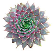Succulent Clip Art
