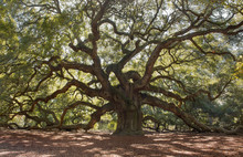 Angle Oak Tree – Located Outside Of Charleston Of St. John Island