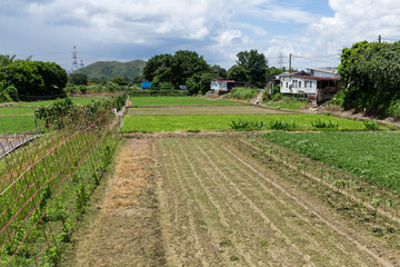 Wall Mural - Green field