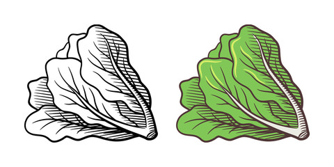 Stylized illustration of lettuce. Vector, isolated on white. Outline and colored version