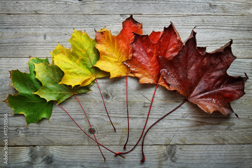 Fotomural Transición de la hoja de arce del otoño