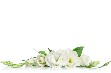 Wall Mural - Beautiful white eustoma flowers isolated on white background