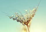 Fototapeta Dmuchawce - Dew drops on a dandelion seed at sunrise close up