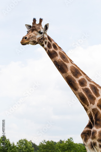 Fényképezés Giraffe portrait wild zoo. Close up shot.