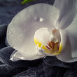 orchidea con rugiada