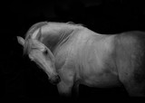 Fototapeta Konie - portrait of the white horse on the black background
