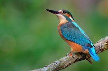 Common Kingfisher (Alcedo Atthis) On The Branch