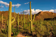 Saguaro cactus at Sunset in the Desert with Saguaro Cacti 