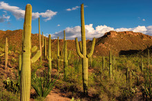 Saguaro Cactus At Sunset In The Desert With Saguaro Cacti 