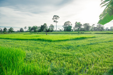 The Rice fields in the northeast of Thailand.