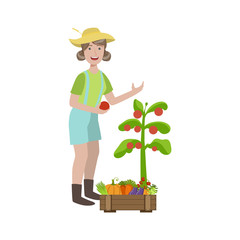 Sticker - Woman Picking Ripe Tomatoes In The Garden