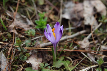 Wall Mural - purple crocus