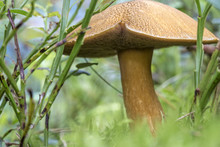 Edible Mushroom (xerocomus Subtomentosus) In The Moss In A Forest Close-up