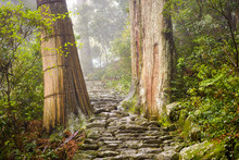 Sacred Trail In Japan
