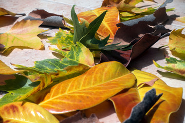 Colorful fallen leaves. Autumn background.