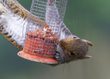 Naughty Grey Squirrel Raiding The Bird Feeder