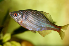Fish Cyprinidae  (Rhodeus Amarus)