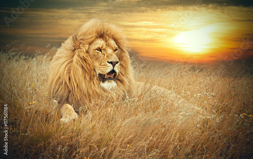 Foto-Kissen - Lions (von shaunwilkinson)