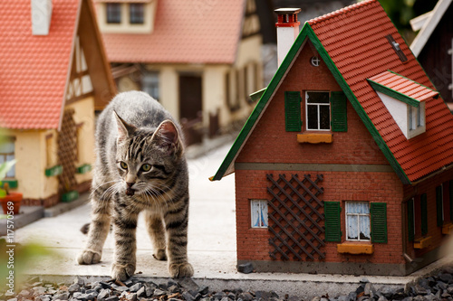 Katze Im Spielzeugland Kaufen Sie Dieses Foto Und Finden - 