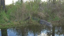 Big Crocodile Gator Sitting On The Banks Of Beautiful Swamp