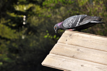 Pigeon sitting on the roof of wooden bird feeder in the park