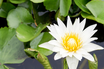 Wall Mural - white lotus color flowers on the pond