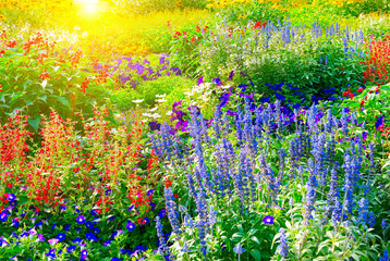 Colorful flower bed