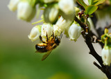 Fototapeta Na ścianę - Bumblebee hanging from a Blueberry Bloom.