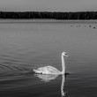 © individualist93 - Pływający łabędź na jeziorze w czarno-bieli