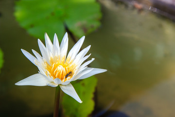 white waterlily or lotus flower blooming on pond