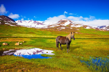 Wall Mural -  Chestnut Icelandic horse grazing in the meadow