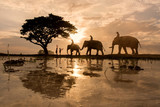 Fototapeta Sawanna - The shadow of a tree , elephant rice fields .