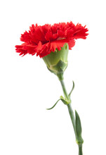 Red Carnations Flower Isolated